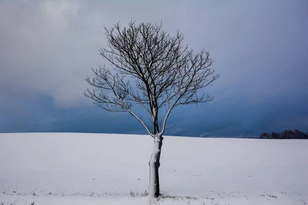 Albero Paesaggio Tanta Neve Con Cielo Nuvoloso Spessart Baviera Germania — Foto Stock