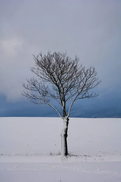 Uma Árvore Uma Paisagem Muita Neve Com Céu Nublado Spessart — Fotografia de Stock