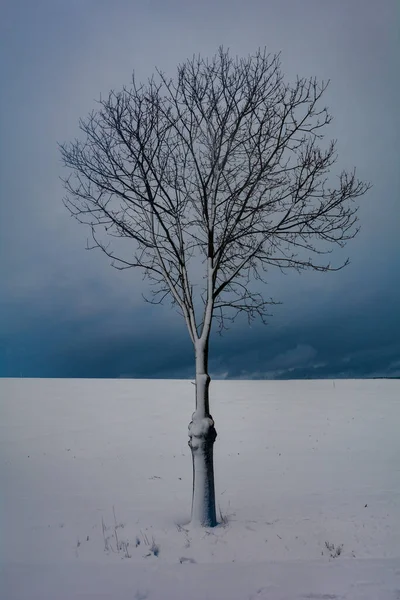 Ένα Δέντρο Ένα Τοπίο Πολύ Χιόνι Συννεφιασμένο Ουρανό Στο Spessart — Φωτογραφία Αρχείου