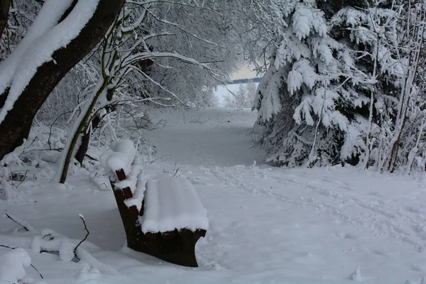 Bench Winter Edge Forest Lot Snow — Stock Photo, Image