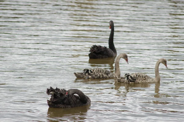 Una Bandada Patos Lago — Foto de Stock