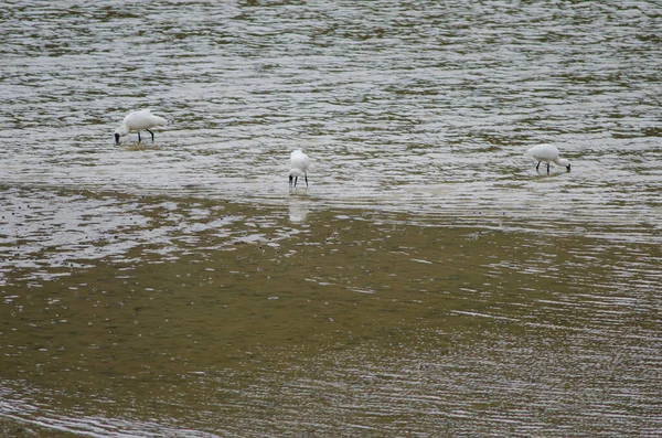 Biały Łabędź Jeziorze — Zdjęcie stockowe