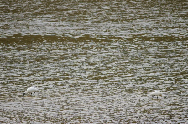 Witte Zwaan Het Meer — Stockfoto