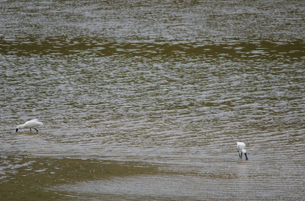 White Swan Lake — Stock Photo, Image