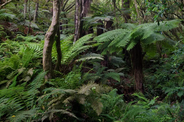 Green Fern Forest — Stock Photo, Image