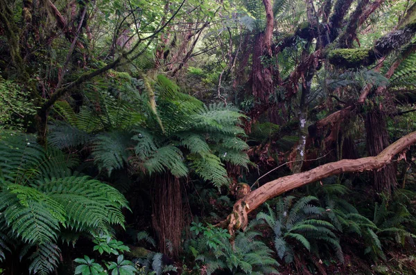 Zöld Erdő Fákkal Levelekkel — Stock Fotó