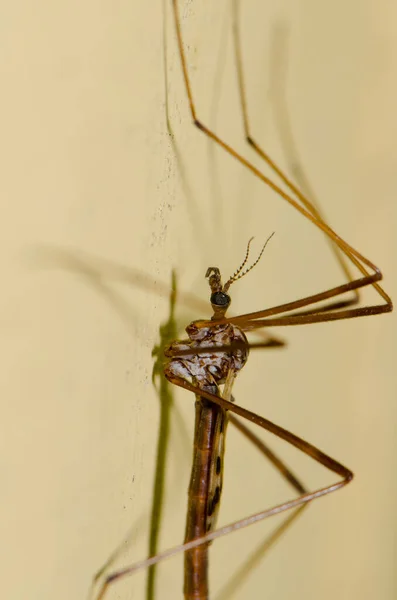 Araña Una Rama Árbol Muerto —  Fotos de Stock