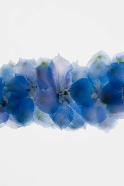 Arka Planda Güzel Mavi Beyaz Çiçekler — Stok fotoğraf