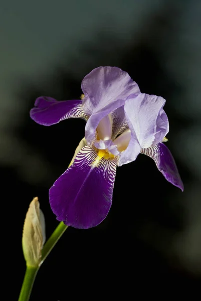 Schöne Irisblüten Auf Dunklem Hintergrund — Stockfoto
