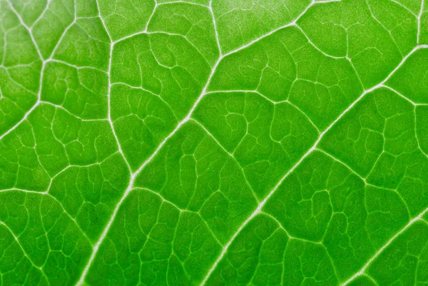 Textura Hoja Verde Fondo — Foto de Stock