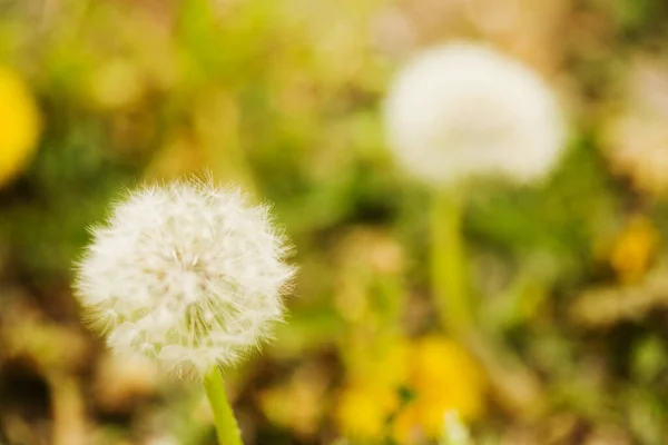Piękny Biały Dmuchawiec Trawie — Zdjęcie stockowe