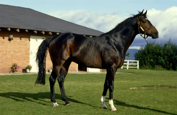 Beautiful Horse Paddock — Stock Photo, Image