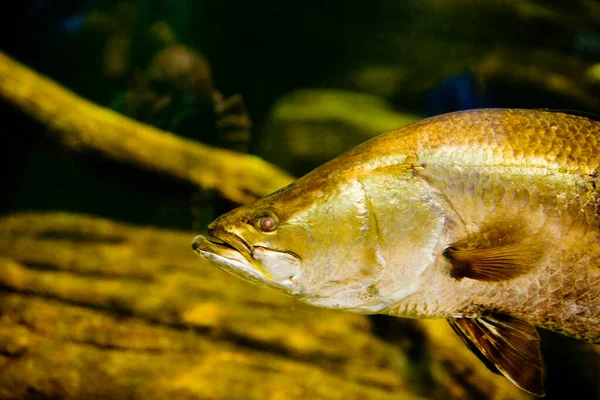 Ryby Akwarium — Zdjęcie stockowe