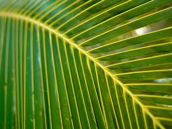 阳光背景下的绿色棕榈叶 — 图库照片