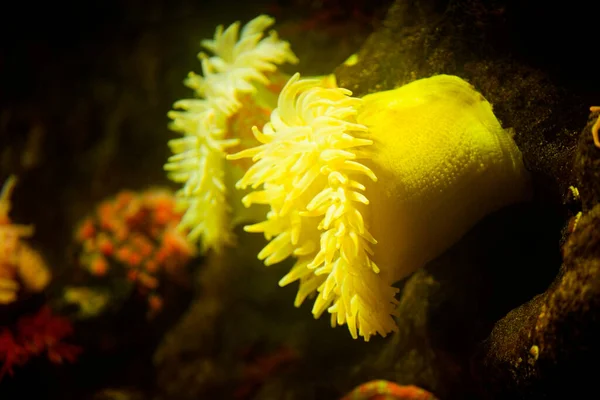 Schöne Bunte Tropische Fische Aquarium — Stockfoto