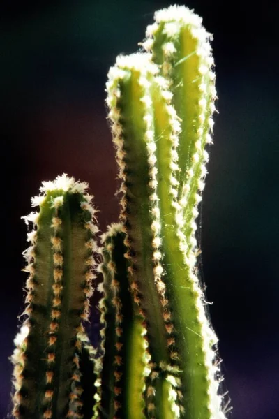 Tett Inntil Kaktus Hagen – stockfoto