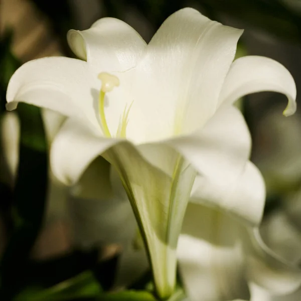Λευκό Λουλούδι Κρίνο Στον Κήπο — Φωτογραφία Αρχείου