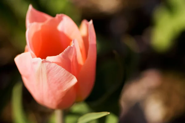 Belles Tulipes Dans Jardin — Photo