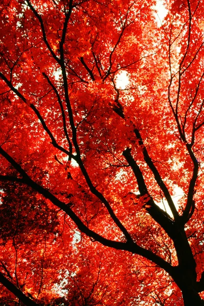 秋の紅葉 秋の植物 — ストック写真