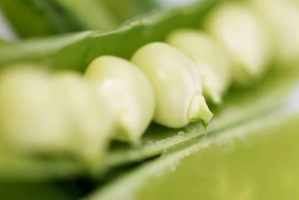 Kacang Hijau Segar Pada Latar Belakang Putih — Stok Foto