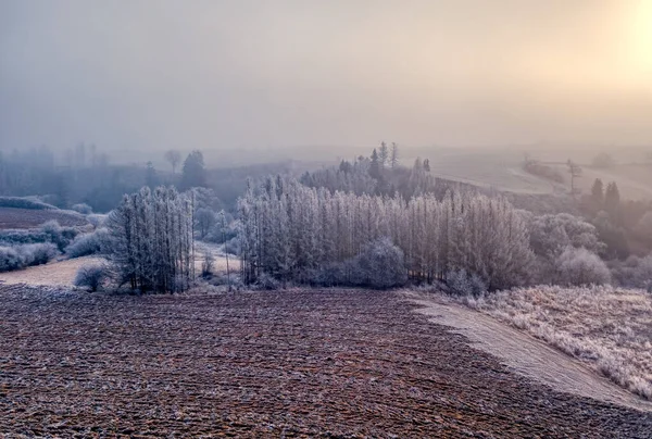 Inverno Nebbioso Nebbioso Paesaggio Campagna Con Una Silhouette Albero Una — Foto Stock