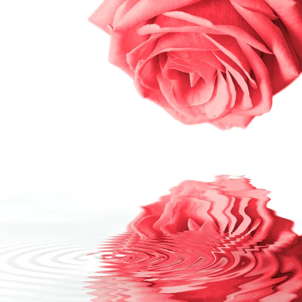 Belles Roses Rouges Sur Fond Blanc — Photo