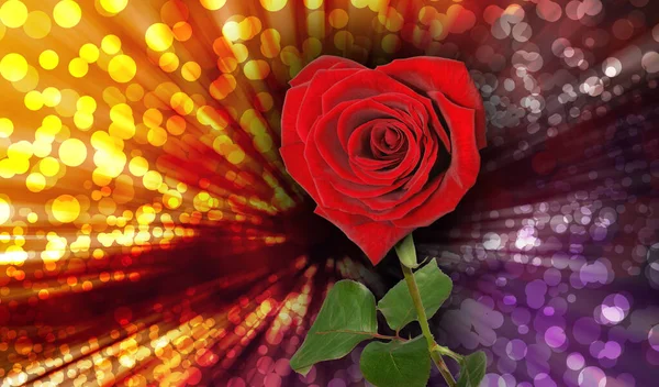 Красные Розы Размытом Фоне — стоковое фото