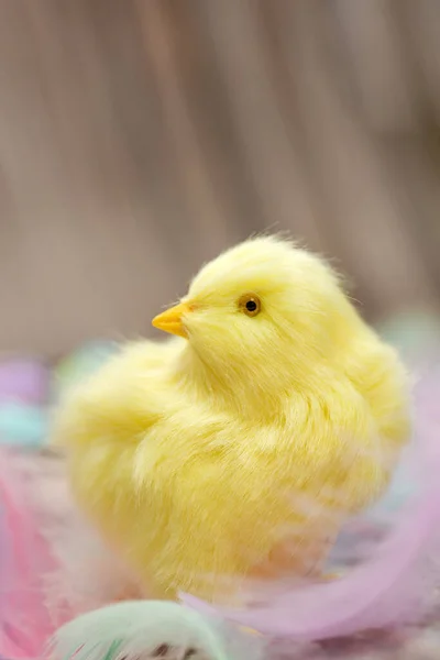 Niedliches Tierbaby Gelbes Küken Mit Pastellfarbenen Federn Konzept Für Ostern — Stockfoto