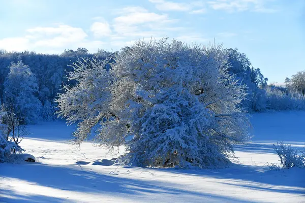 Paesaggio Invernale Con Alberi Innevati — Foto Stock