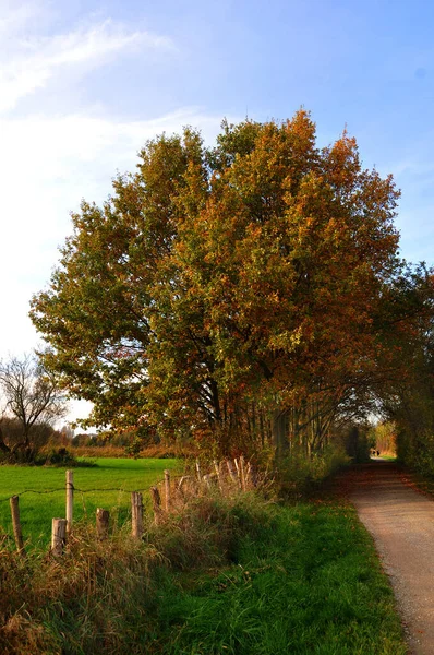 Autumn Landscape Trees Green Leaves — Stock Photo, Image