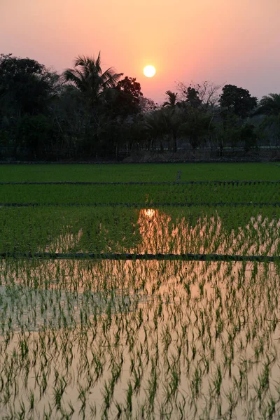 Ein Grünes Reisfeld Westbengalen Indien — Stockfoto