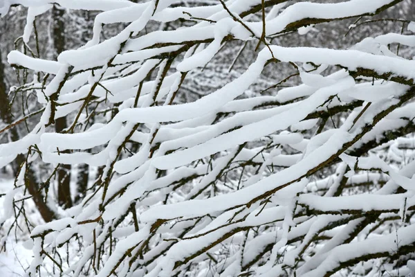 Arbres Couverts Neige Dans Forêt — Photo