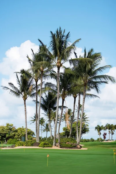 Palmiers Dans Sable — Photo