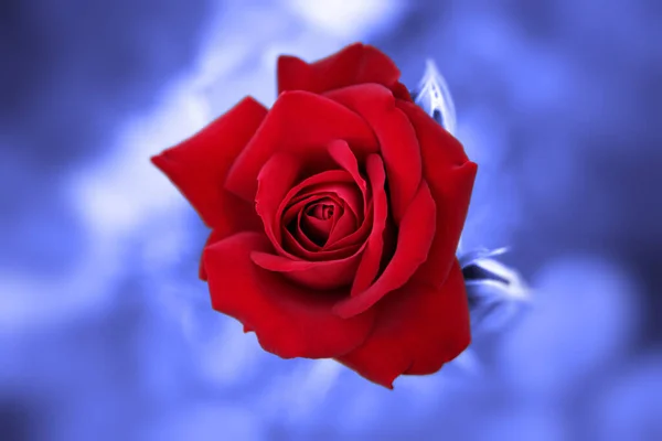 Κόκκινο Τριαντάφυλλο Μπλε Φόντο — Φωτογραφία Αρχείου