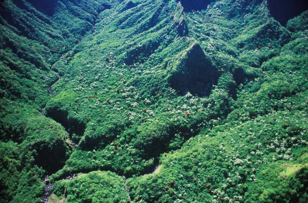 Vista Ângulo Alto Uma Vegetação Densa Havaí Eua — Fotografia de Stock