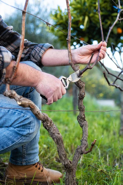 Close Uma Mão Viticultor Podar Vinha Com Uma Tesoura Aço — Fotografia de Stock