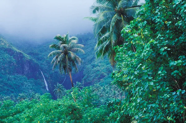 Vue Grand Angle Une Chute Eau Dans Une Forêt Hawaii — Photo