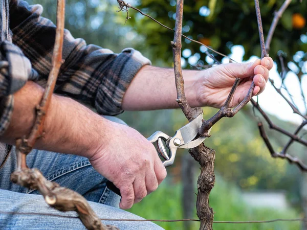 Primer Plano Una Mano Viticultor Poda Viñedo Con Tijeras Acero —  Fotos de Stock