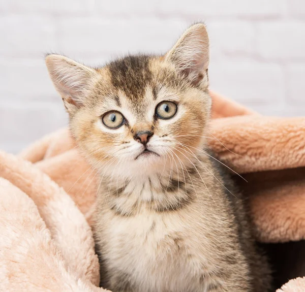 Portrait Kitten Scottish Chinchilla Straight Sitting Blanket Close — Stock Photo, Image