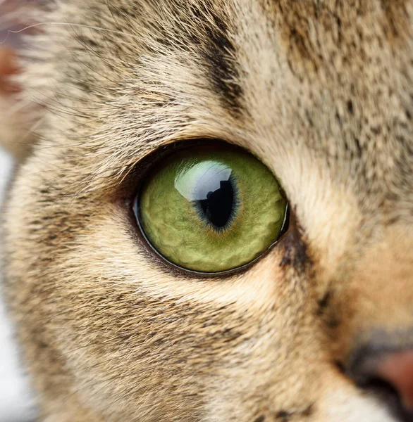 Green Eye Scottish Kitten Straight Ears Macro — Stock Photo, Image