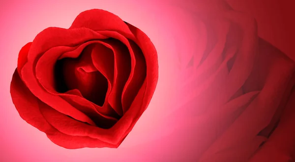 Red Rose Pink Background Royalty Free Stock Images