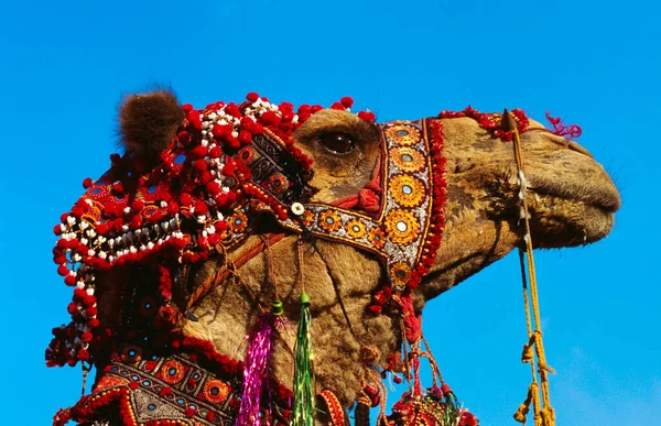 Close Van Een Kameel Jaipur Rajasthan India — Stockfoto