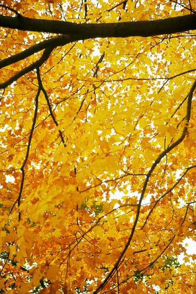 Foglie Autunnali Nella Foresta — Foto Stock