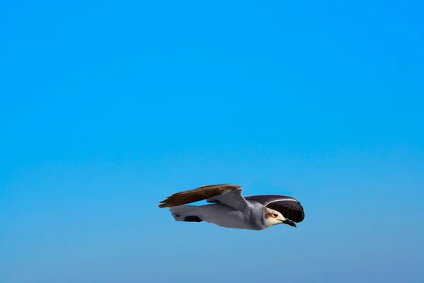 Seagull Flying Sky — стоковое фото
