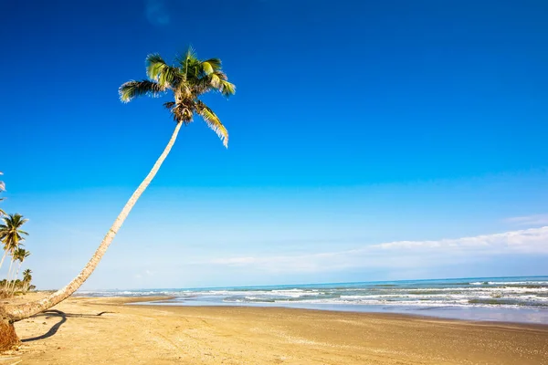 Palm Träd Stranden Ranch Beach Papantla Veracruz Mexiko — Stockfoto