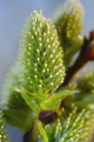 Nahaufnahme Einer Blume — Stockfoto