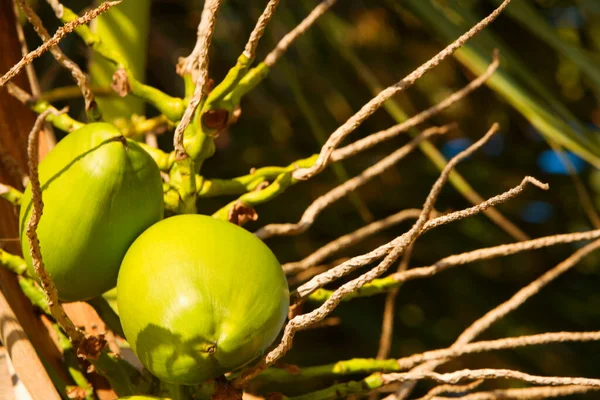 Ripe Yellow Lemon Tree — Stock Photo, Image