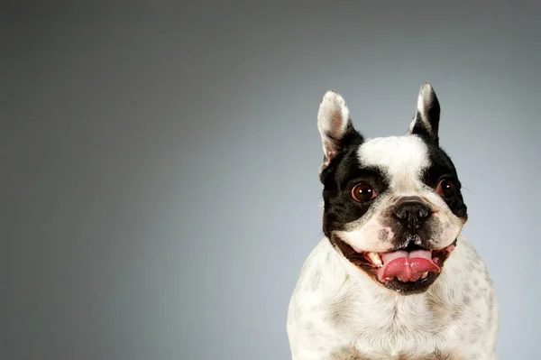 Retrato Cão Bonito Fundo Branco — Fotografia de Stock