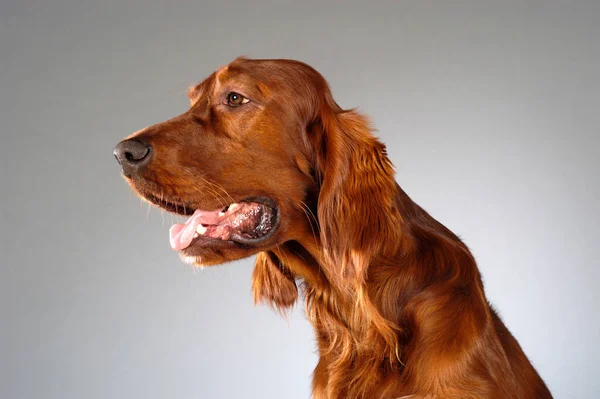 Portrait Cute Brown Dachshund Dog Gray Background — Stock Photo, Image