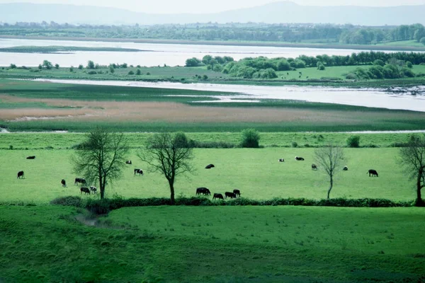High Angle View Cattle Grazing Field River Shannon Republic Ireland — Stock Photo, Image